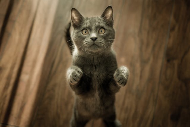 cute small grey cat putting paws in air